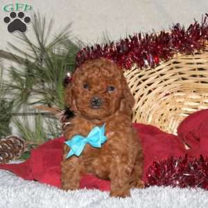 Rocky, Toy Poodle Puppy
