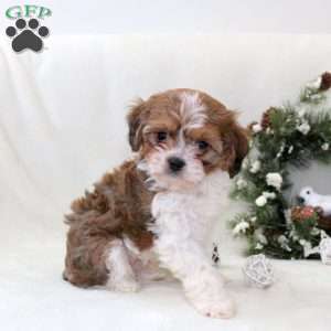 Rocky, Havanese Mix Puppy