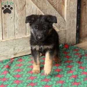Rocky, German Shepherd Puppy