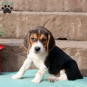 Rocky, Beagle Puppy