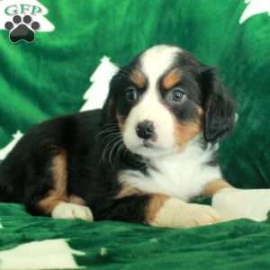 Rocky, Miniature Bernese Mountain Dog Puppy