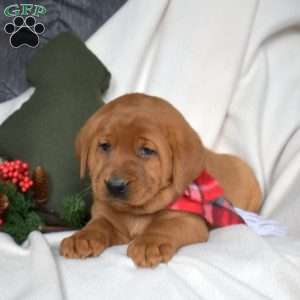 Rocky, Fox Red Labrador Retriever Puppy