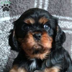 Rocky, Cavalier King Charles Spaniel Puppy