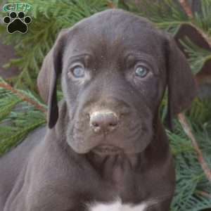 Rocky, German Shorthaired Pointer Puppy