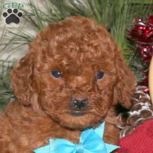 Rocky, Toy Poodle Puppy
