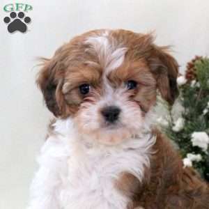 Rocky, Havanese Mix Puppy