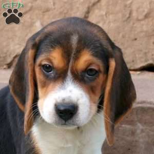 Rocky, Beagle Puppy