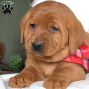 Rocky, Fox Red Labrador Retriever Puppy