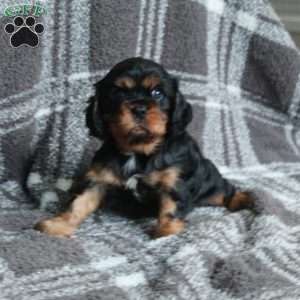 Rocky, Cavalier King Charles Spaniel Puppy