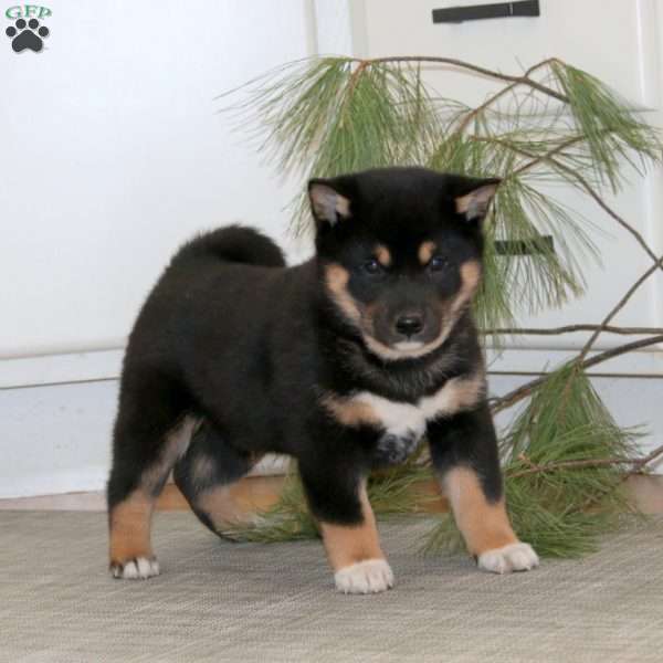 Rocky, Shiba Inu Puppy