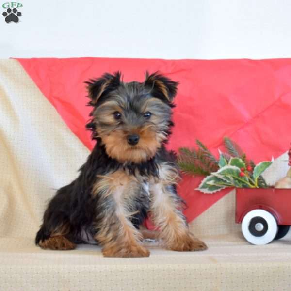 Rodeo, Yorkie Puppy