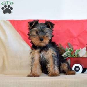 Rodeo, Yorkie Puppy