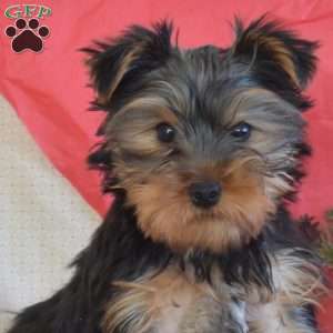 Rodeo, Yorkie Puppy