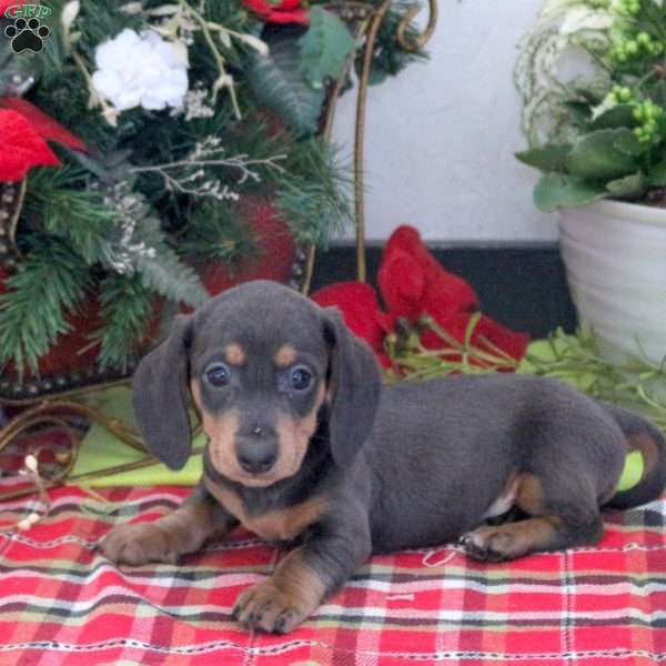 Rodger, Dachshund Puppy