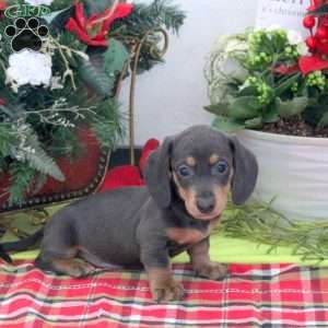 Rodger, Dachshund Puppy