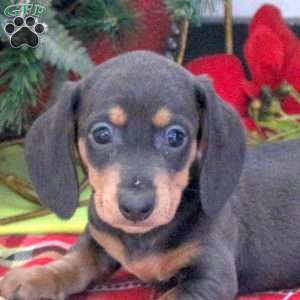 Rodger, Dachshund Puppy