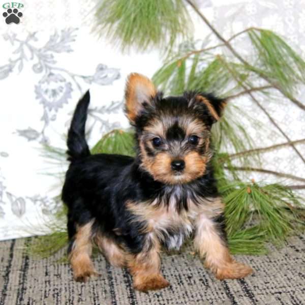 Roger, Yorkie Puppy