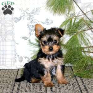 Roger, Yorkie Puppy