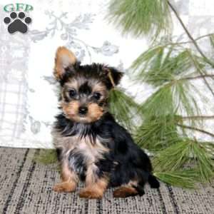 Roger, Yorkie Puppy