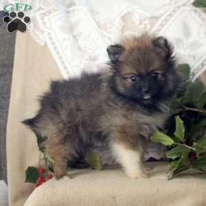 Ronald, Pomeranian Puppy