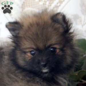Ronald, Pomeranian Puppy