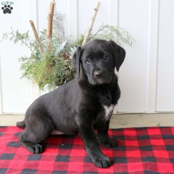 Ronda, Black Labrador Retriever Puppy