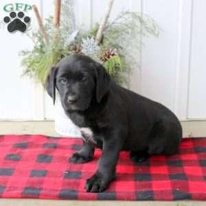 Ronda, Black Labrador Retriever Puppy