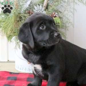 Ronda, Black Labrador Retriever Puppy