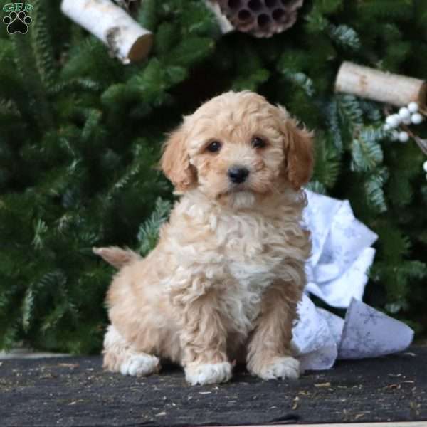 Rookie, Maltipoo Puppy