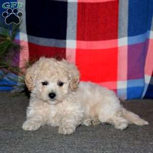 Rookie, Bich-Poo Puppy