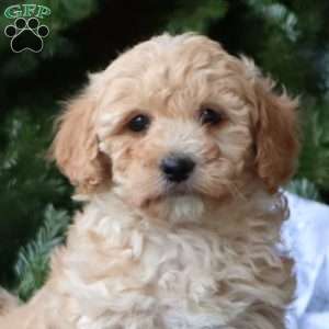Rookie, Maltipoo Puppy