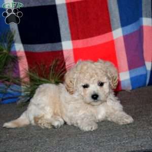 Rookie, Bich-Poo Puppy