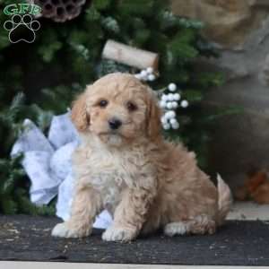 Rookie, Maltipoo Puppy