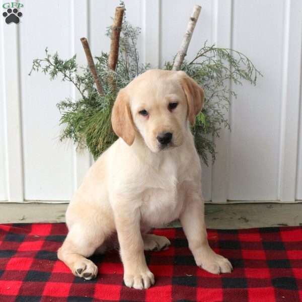 Rory, Yellow Labrador Retriever Puppy