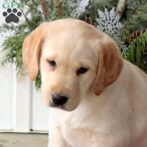 Rory, Yellow Labrador Retriever Puppy