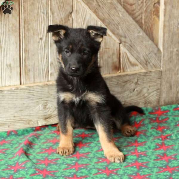 Rosa, German Shepherd Puppy
