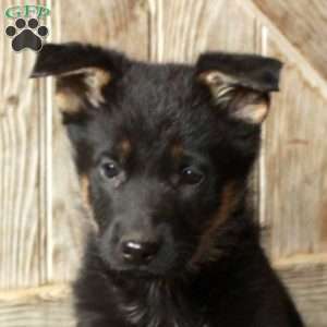Rosa, German Shepherd Puppy