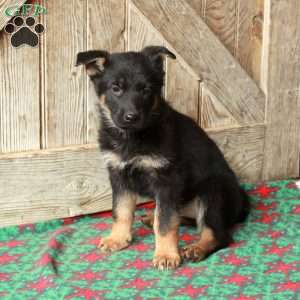 Rosa, German Shepherd Puppy