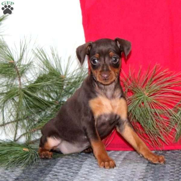 Rosa, Miniature Pinscher Puppy