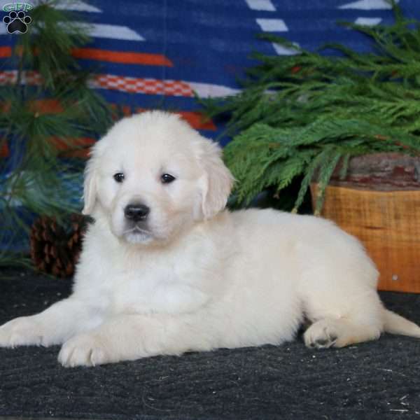 Rosa, English Cream Golden Retriever Puppy