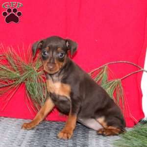 Rosa, Miniature Pinscher Puppy