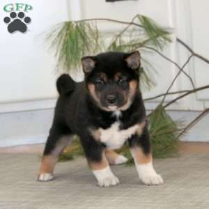 Rosa, Shiba Inu Puppy