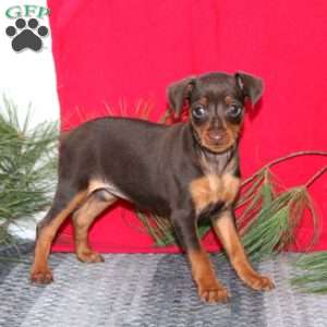 Rosa, Miniature Pinscher Puppy