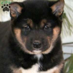 Rosa, Shiba Inu Puppy