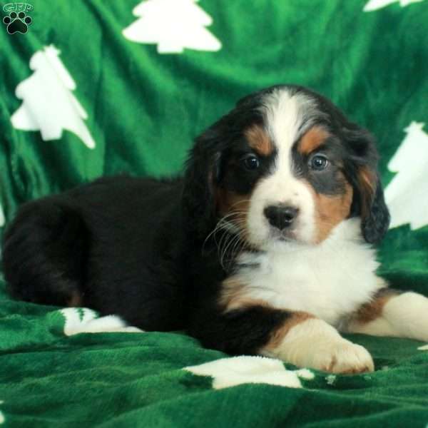 Rosalia, Miniature Bernese Mountain Dog Puppy