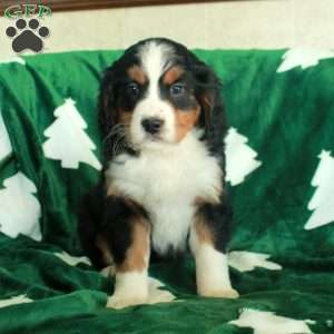 Rosalia, Miniature Bernese Mountain Dog Puppy