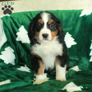 Rosalia, Miniature Bernese Mountain Dog Puppy