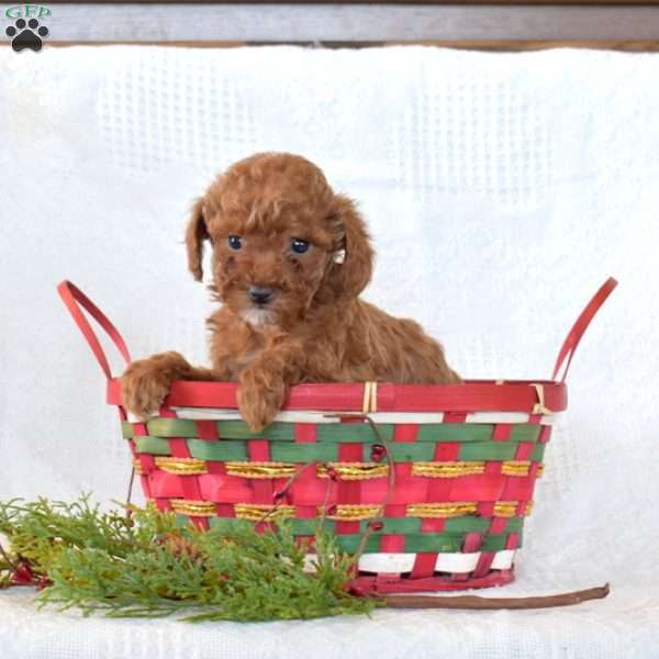 Rose, Toy Poodle Puppy