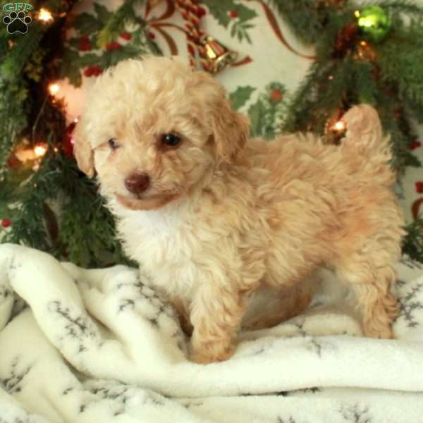 Rose, Toy Poodle Puppy