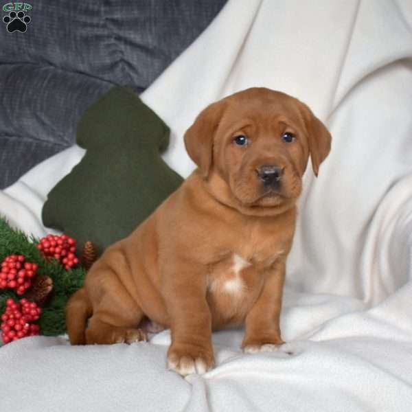 Rose, Fox Red Labrador Retriever Puppy